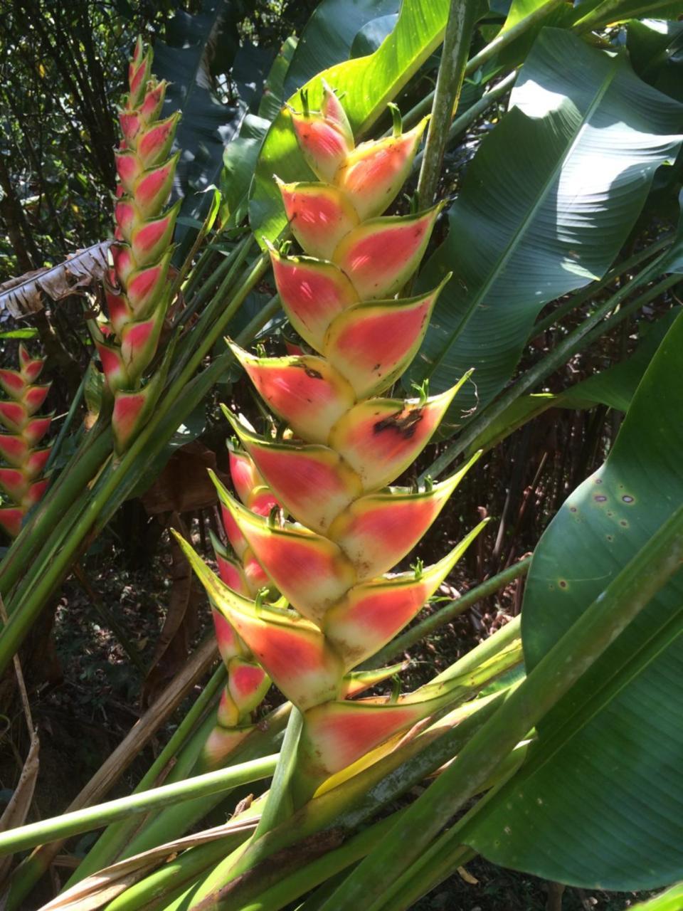 Sun Creek Lodge Punta Gorda Esterno foto